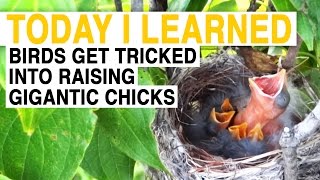 TIL These Birds Trick Others Into Raising Their Gigantic Kids  Today I Learned [upl. by Airdua]