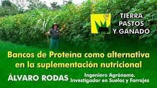 Bancos de Proteína como alternativa en la suplementación nutricional  Tierra Pastos y Ganado [upl. by Clerissa]