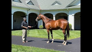 MyRacehorse quotBreeding Shedquot [upl. by Pachston446]