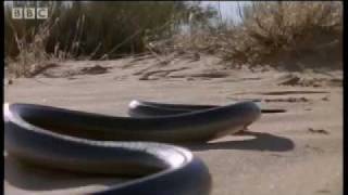 How snakes move amp run  Serpent  BBC Animals [upl. by Bryana]