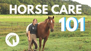 HOW TO CARE FOR A HORSE Complete Guide [upl. by Ahseret]