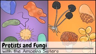 Protists and Fungi [upl. by Clay]