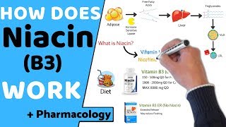 How does Niacin B3 Work  Pharmacology [upl. by Imrots332]