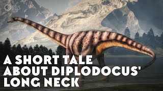 A Short Tale About Diplodocus Long Neck [upl. by Edith]