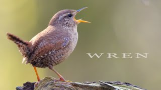 Bird sound  Wren chirping and singing bird call and song [upl. by Irisa917]