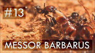 Messor barbarus  13  One Week with a Giant Ant Colony including Snow [upl. by Birmingham]