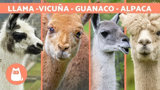 LLAMA vs ALPACA vs VICUÑA vs GUANACO 🦙 ¡Aprende a diferenciarlos [upl. by Dollie172]