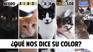 Conoce mejor a tu GATO según el COLOR DE SU PELO  Gatunalidad y curiosidades felinas [upl. by Paquito13]