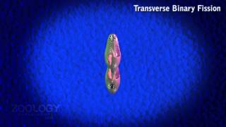 Paramecium binary fission [upl. by Ochs]