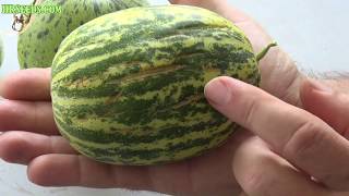 ⟹ Crack Melon  Cucumis melo  Melon Review [upl. by Tu]