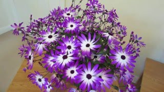 Senetti Care [upl. by Gillman907]