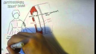 Temperature Homeostasis Regulation [upl. by Voleta]