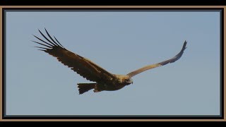 Wedge Tail Eagles in flight Gundabooka National Park [upl. by Magdalen903]