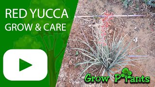 Red Yucca  grow amp care Hesperaloe parviflora [upl. by Jeu614]