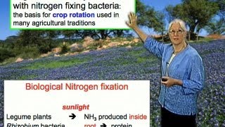 Legumes and Rhizobium bacteria  Sharon Long Stanford [upl. by Sanders102]