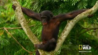 Whats the difference with chimps and bonobos [upl. by Oaoj743]