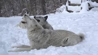 Magical Moment Three Wolves Howling in the Snow [upl. by Garnet]