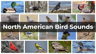 North American Bird Sounds  Compilation [upl. by Nnaylime]